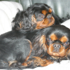 Photo of Summer and Lover, King Charles Spaniel