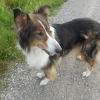 Photo of beautiful, short-haired collie