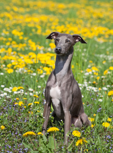 Photo: Greyhound dog on Woopets