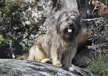 Photo: Catalan Shepherd dog on Woopets