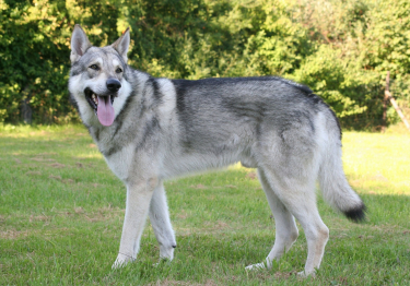 Photo: Saarloos Wolfdog breed dog on Woopets