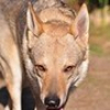 Photo of stephen, Irish Wolfhound