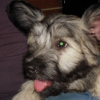 Photo of Tony, Skye Terrier