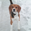 Photo of Cookie, Beagle