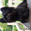 Photo of HALONA, Skye Terrier