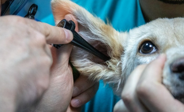Illustration : "Une équipe de vétérinaires lance un salon virtuel grand public consacré à la santé des animaux de compagnie"