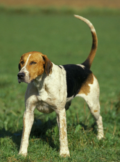 Photo: English Foxhound breed dog on Woopets