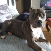Photo of Jungle, American Staffordshire Terrier