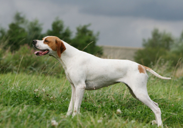 Photo: English Pointer dog on Woopets