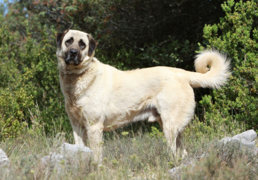 Photo: Anatolian Shepherd dog on Woopets