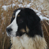 Photo of Jinnie, Yugoslav Shepherd