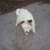 Photo of Violette, Parson Russell Terrier