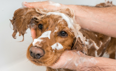 Illustration : "Faut-il laver son chien ?"