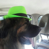 Photo by Leo, Leonberger