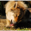 Photo of Baicko, Czechoslovakian Wolfdog