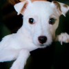 Photo of Chipie, Parson Russell Terrier