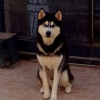 Photo of Boyka, Siberian Husky