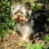 Photo of Curly, Yorkshire Terrier