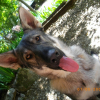 Photo of Shana, Saarloos Wolfdog