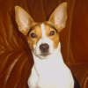 Photo of Bonnie, Jack Russell Terrier