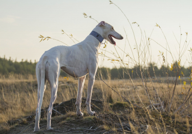 Photo: Polish Greyhound dog on Woopets
