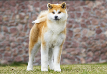 Photo: Akita Inu breed dog on Woopets