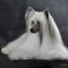 Photo of Ch. Joli Mec Little Champs, Chinese Crested Dog