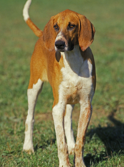 Photo: white and orange Grand Anglo-French breed dog on Woopets