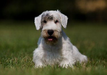 Photo: Sealyham Terrier dog breed on Woopets