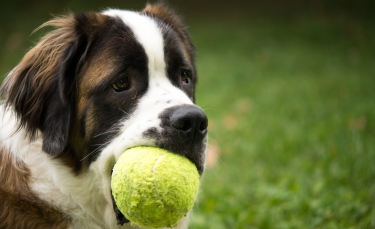 Illustration : "Les balles de tennis sont-elles dangereuses pour mon chien ?"