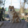 Photo by Googly, Eurasier