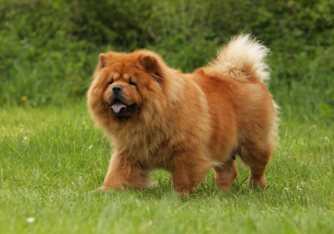 Photo: Chow Chow breed dog on Woopets