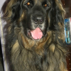 Photo by Atlas, Leonberger