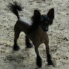 Photo of Gizmo, Chinese Crested Dog