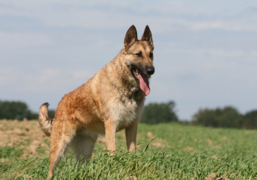 Photo: Belgian Shepherd Laekenois dog on Woopets
