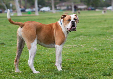 Photo: American Bulldog breed dog on Woopets