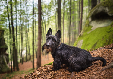 Photo: Scottish Terrier dog on Woopets