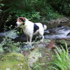 Photo of Barry, Pyrenean Mastiff