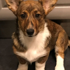 Photo by Norma Jeane Baker Du Mont Des Croisettes known as Ginger, Welsh Corgi Cardigan