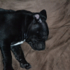 Photo of Ghost ricon, Staffordshire Bull Terrier