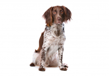 Photo: Small Muenster Spaniel dog on Woopets