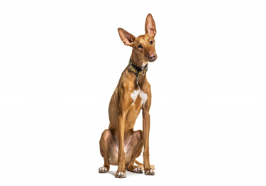 Photo: Podenco Canario breed dog on Woopets