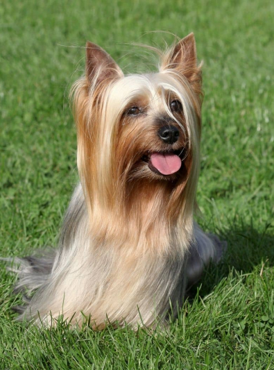 Photo: Silky Terrier dog on Woopets