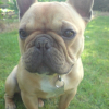 Photo of Dolce, French Bulldog