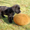 Photo of Gaby, Welsh Terrier