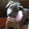Photo of Brenda, Mexican Hairless Dog