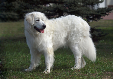Photo: Slovak Chuvatch breed dog on Woopets