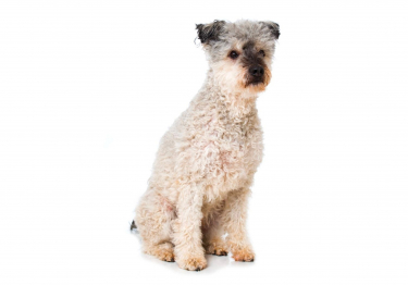 Photo: Pumi breed dog on Woopets