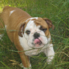 Photo of Keyser, English Bulldog