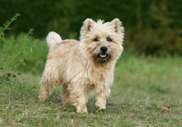 Photo: Cairn Terrier dog on Woopets